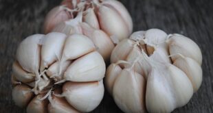 8 Keajaiban Bawang Putih untuk Kesehatan Anda: Rahasia Panjang Umur