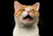 10 Bau Yang Membuat Kucing Lari Jauh