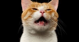 10 Bau Yang Membuat Kucing Lari Jauh