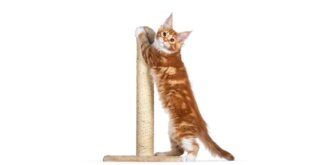 Karakteristik Unik, Harga, dan Ciri Kucing Maine Coon: Semua yang Perlu Anda Ketahui