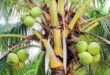 Fakta Menarik di Balik Buah Kelapa
