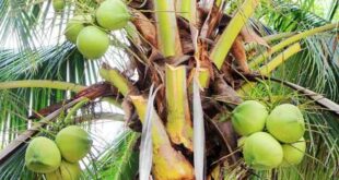 Fakta Menarik di Balik Buah Kelapa