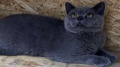 Kucing British Shorthair Elegan: Daya Tarik dengan Kepribadian Lembut