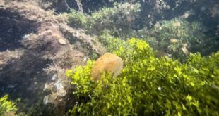Liburan Pertama di Bulan Suro: Waspadai Fenomena Misterius di Pantai Selatan Yogyakarta
