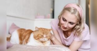 Cara Agar Kucing Peliharaan Nyaman Tidur di Kandang Sendiri