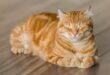10Nama Unik Buat Kucing Oren Yang Pasti Bikin Gemas
