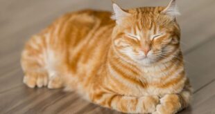 10Nama Unik Buat Kucing Oren Yang Pasti Bikin Gemas